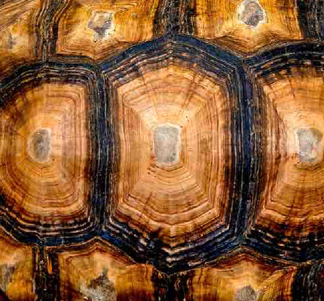 Tortoise shell plate pattern